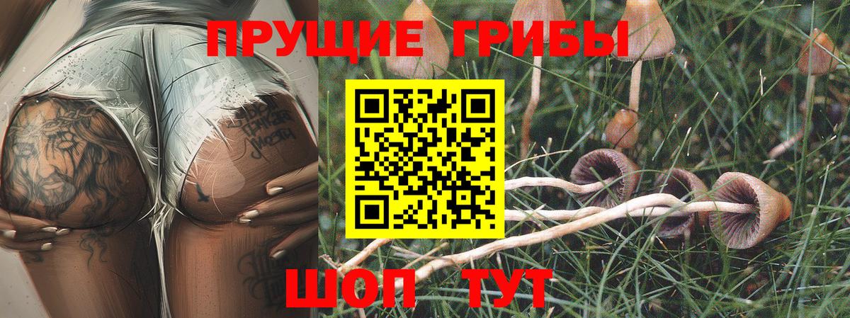 Псилоцибиновые грибы Psilocybe  Вход с VPN  Сокол  Галлюциногенные грибы Magic Shrooms 